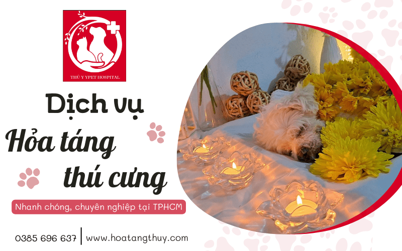 Diễn đàn rao vặt tổng hợp: Dịch vụ hỏa táng cho thú cưng nhanh chóng chuyên nghi Dich-vu-hoa-tang-cho-thu-cung-nhanh-chong-chuyen-nghiep-tai-tphcm-2