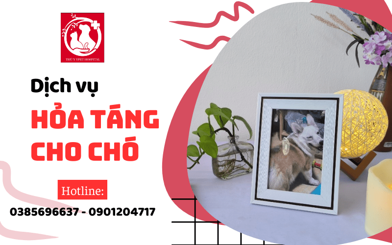 Dịch vụ hỏa táng cho chó chuyên nghiệp đầy đủ tại TP.HCM