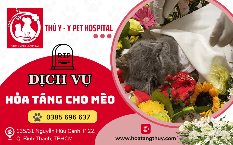 Dịch vụ hỏa táng cho mèo chuyên nghiệp đầy đủ tại Tphcm 