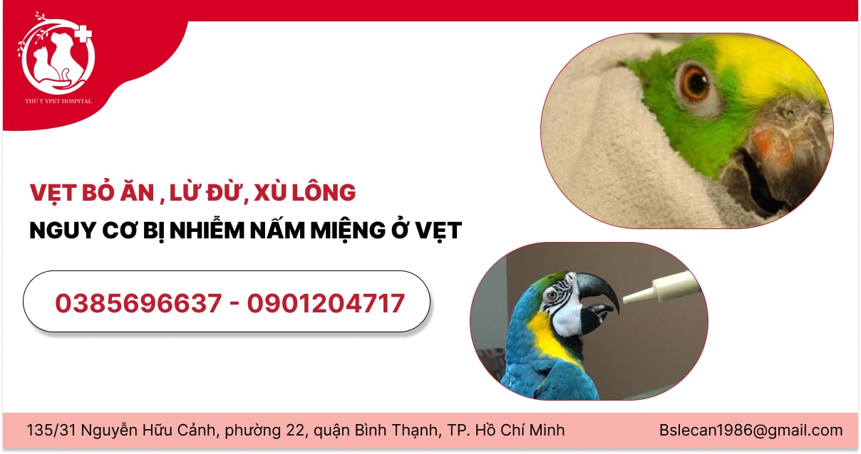 nhiễm nấm miệng ở vẹt