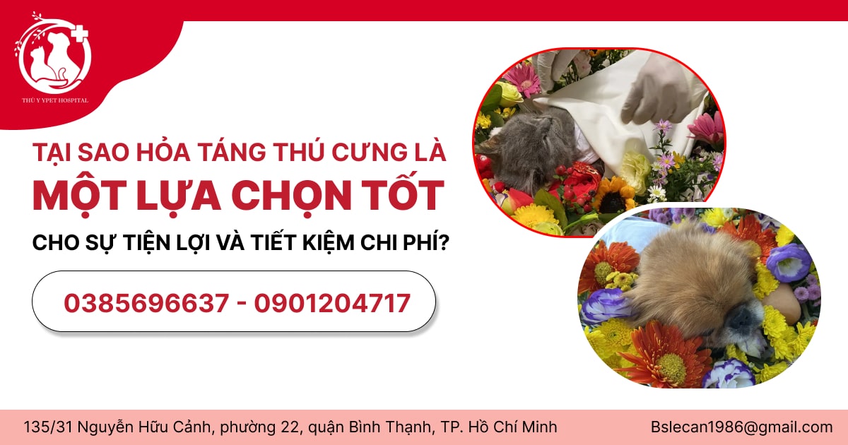 TẠI SAO HỎA TÁNG THÚ CƯNG LÀ MỘT LỰA CHỌN TỐT CHO SỰ TIỆN LỢI VÀ TIẾT KIỆM CHI PHÍ?