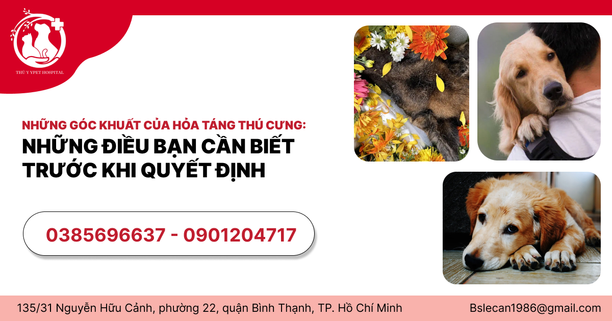 NHỮNG GÓC KHUẤT CỦA HỎA TÁNG THÚ CƯNG: NHỮNG ĐIỀU BẠN CẦN BIẾT TRƯỚC KHI QUYẾT ĐỊNH