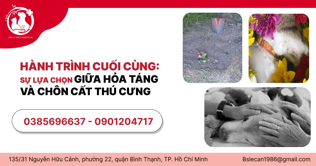 HÀNH TRÌNH CUỐI CÙNG: SỰ LỰA CHỌN GIỮA HỎA TÁNG VÀ CHÔN CẤT THÚ CƯNG