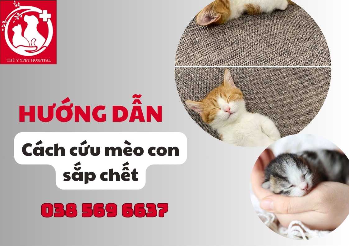 Hướng Dẫn Cách Cứu Mèo Con Sắp Chết